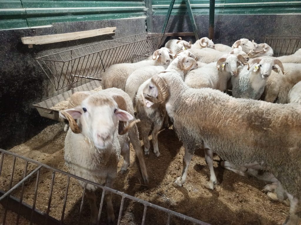 Adak Kurbanında Vekâlet Verme ve Başkası Adına Adak Kesimi