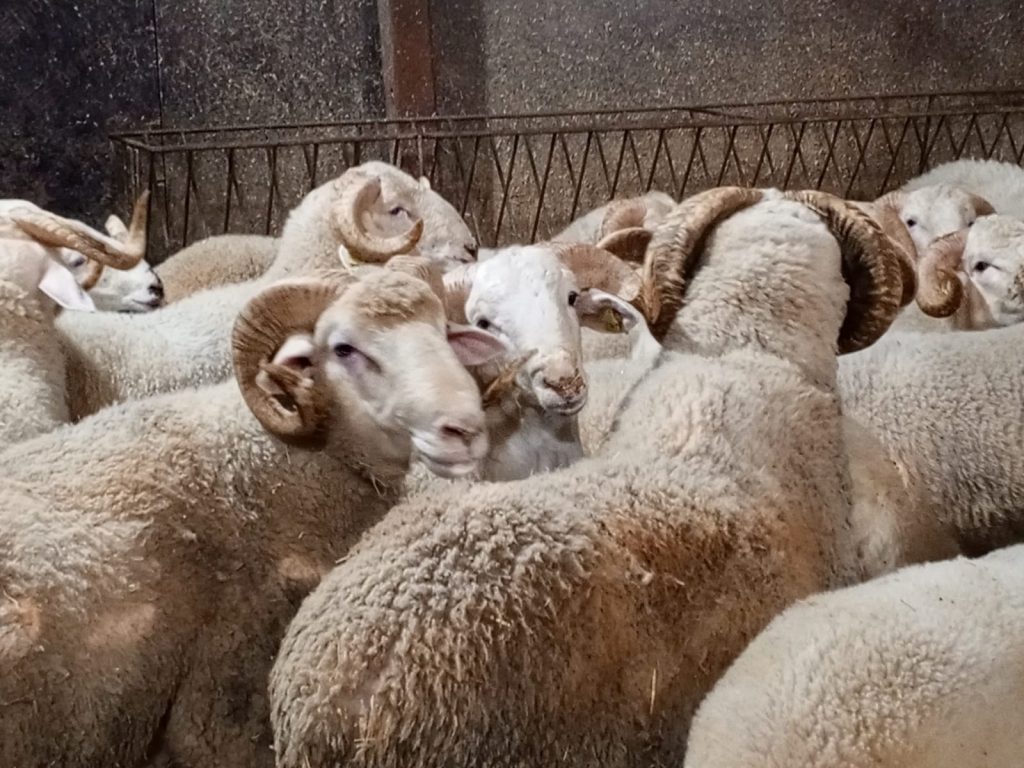 Adak Kurbanında Vekâlet Verme ve Başkası Adına Adak Kesimi